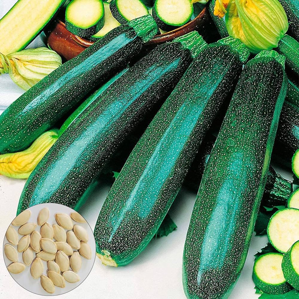 Classic (Green Zucchini) for planting in garden